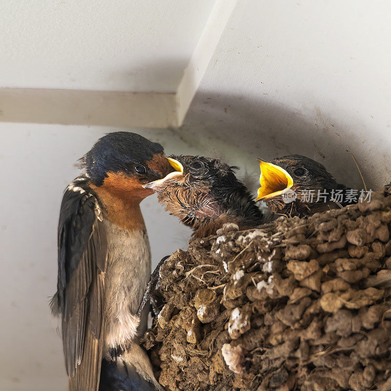 迎新燕子(Hirundo neoxena)